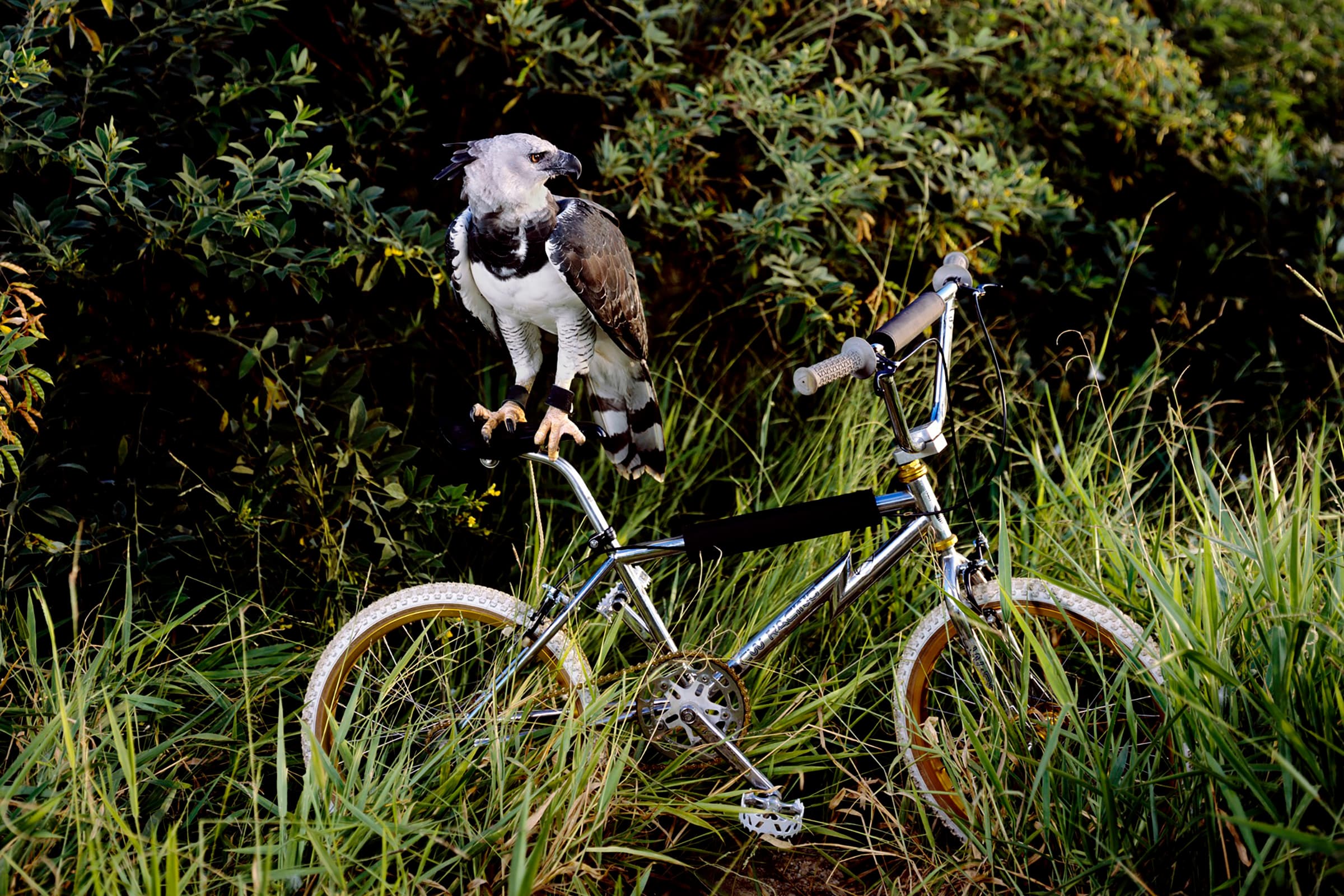 A harpy eagle perched on the handlebars of a chrome BMX bike, set among tall grass and dense green shrubs.