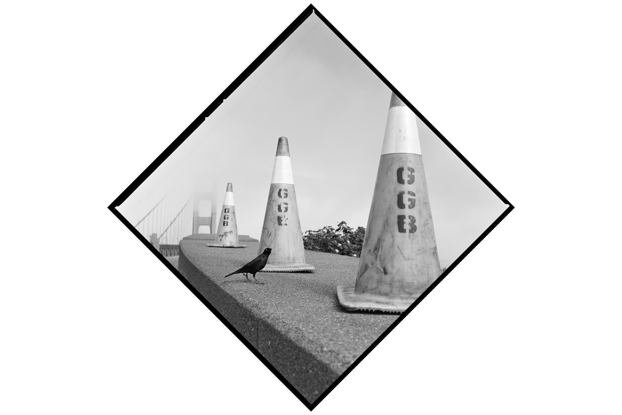 A black-and-white photograph of a small bird standing on a concrete ledge beside three traffic cones marked “GGB,” with the Golden Gate Bridge visible through fog in the background.