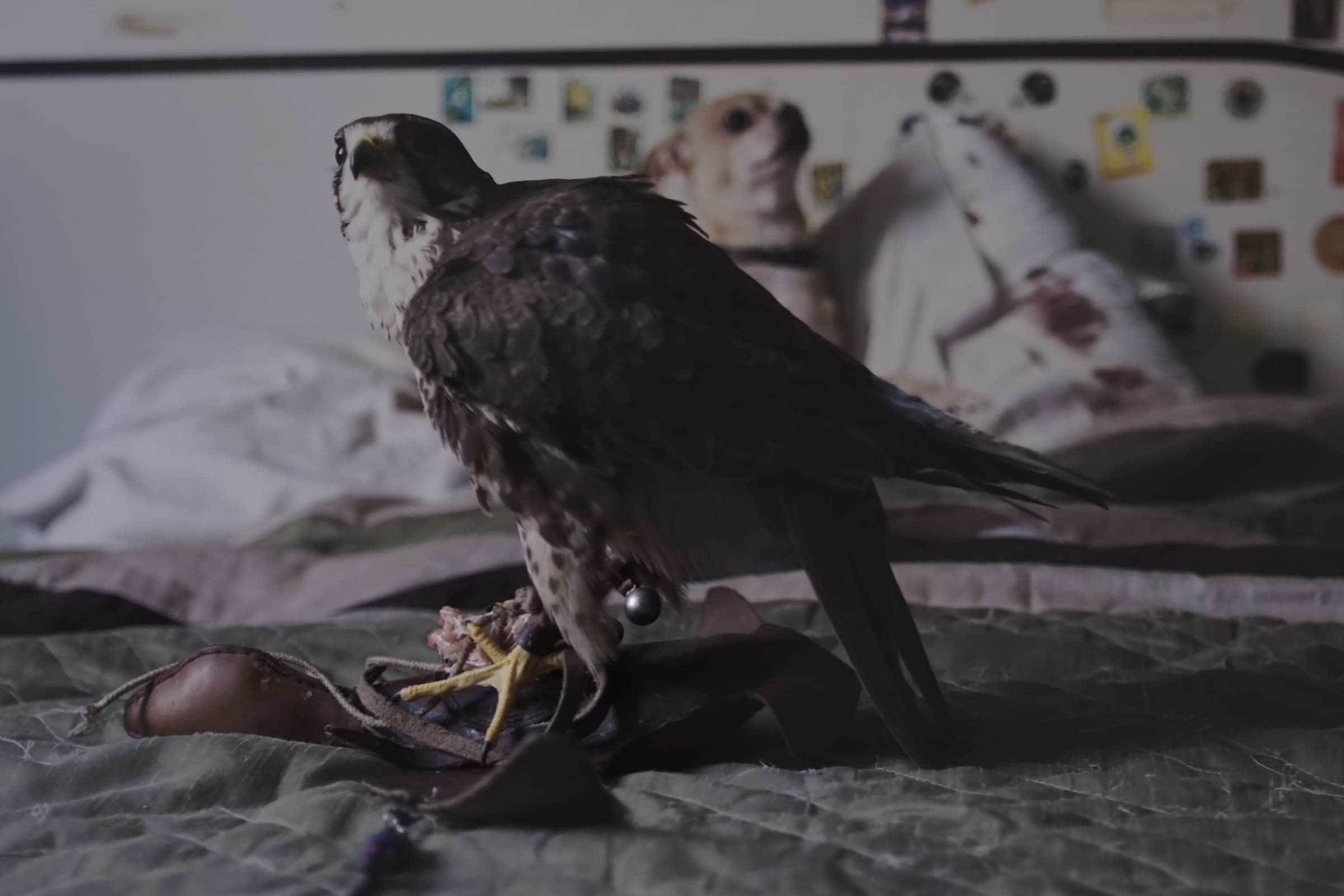 A falcon perched on a leather glove atop a bed, feeding on prey, with a small dog and a poster of a horse visible on the wall behind it.