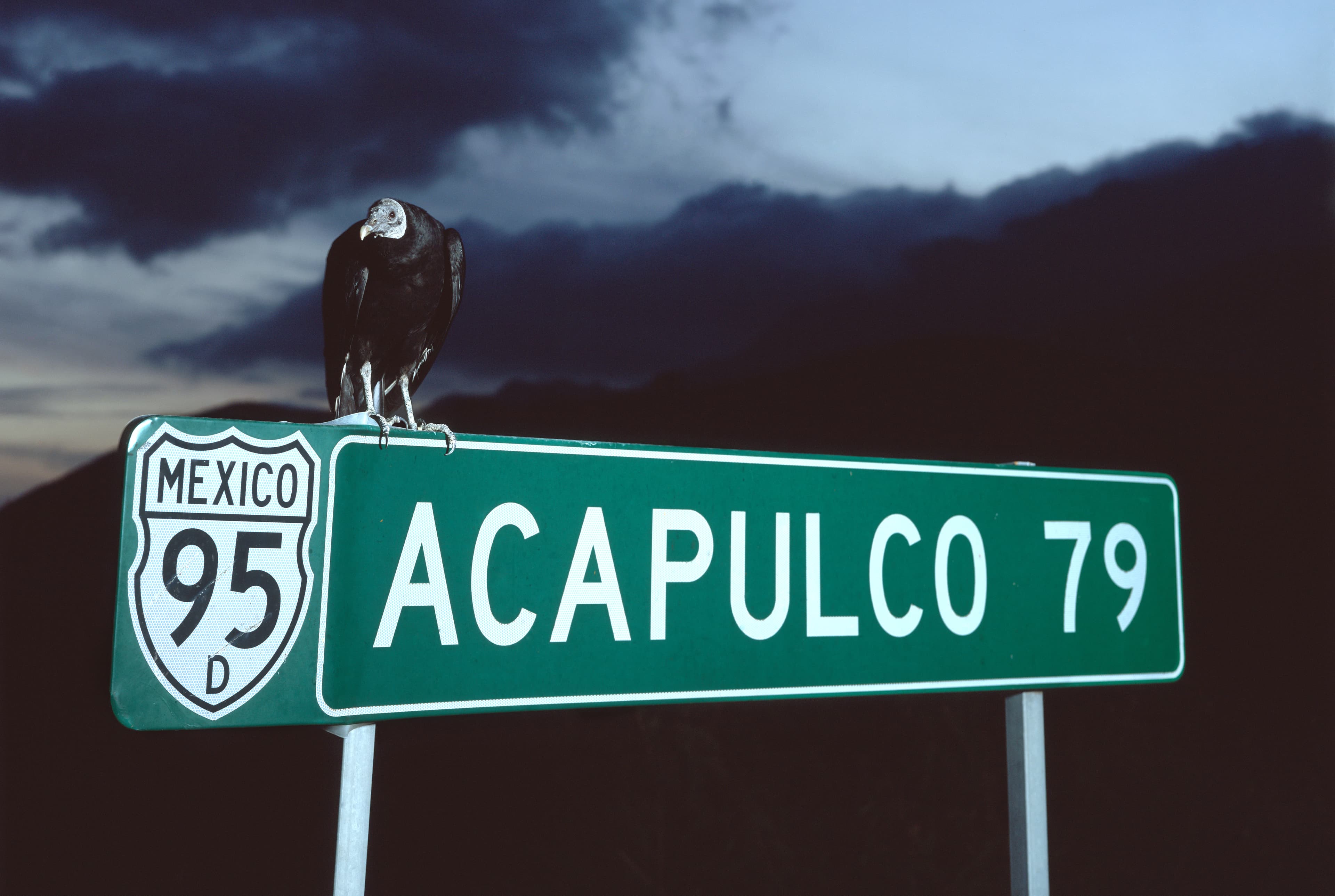 A black vulture perched on a Mexican highway sign reading "Mexico 95D, Acapulco 79," against a dark, cloudy sky.