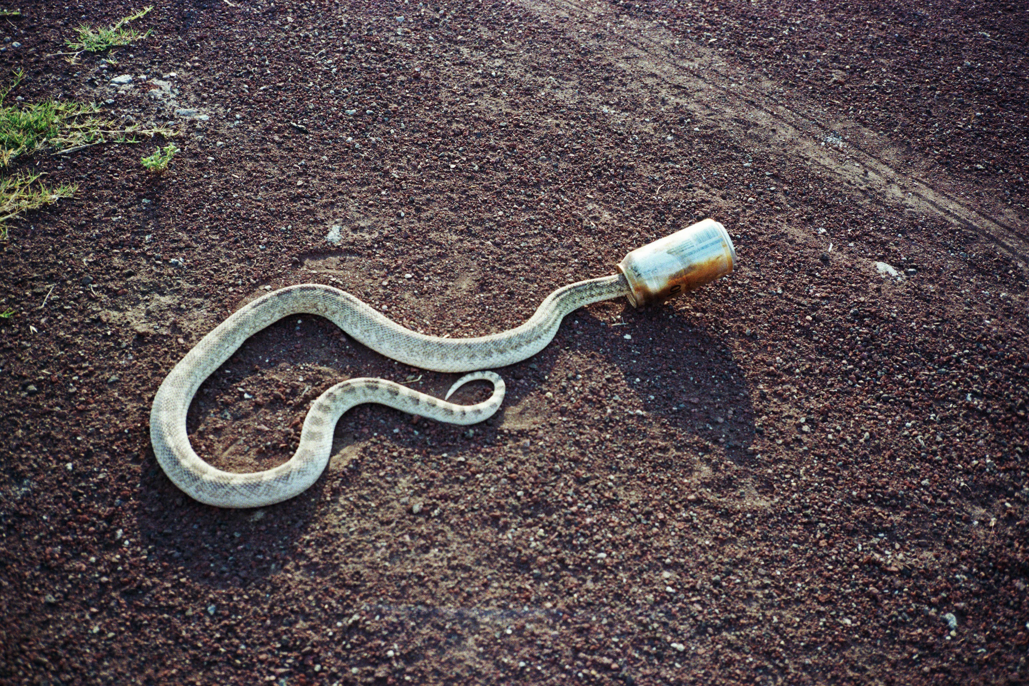 A snake lying on a dirt path, its head inserted into a discarded aluminum can.
