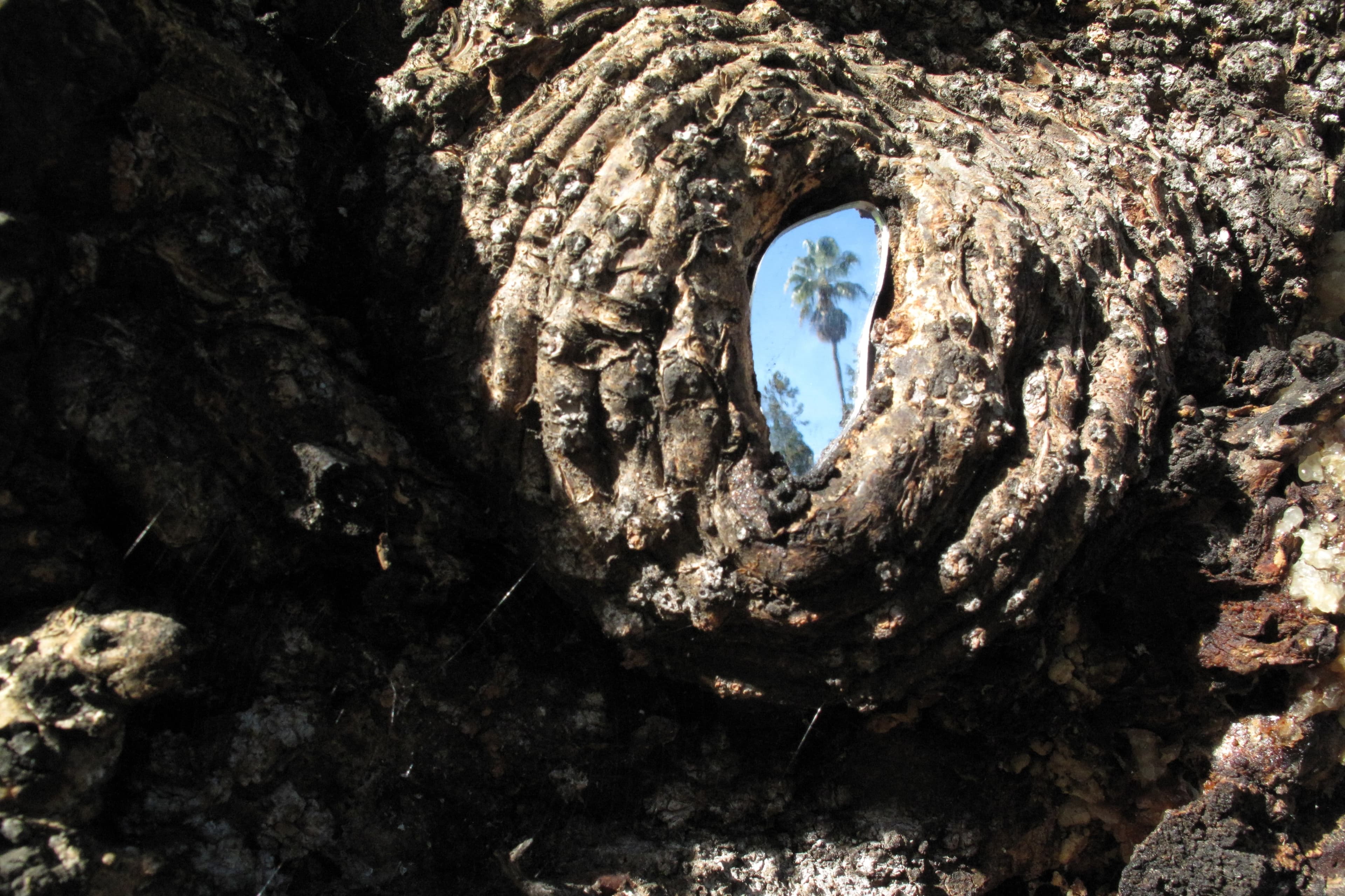 Small mirror embedded in the textured bark of a tree, reflecting a palm tree against a blue sky.