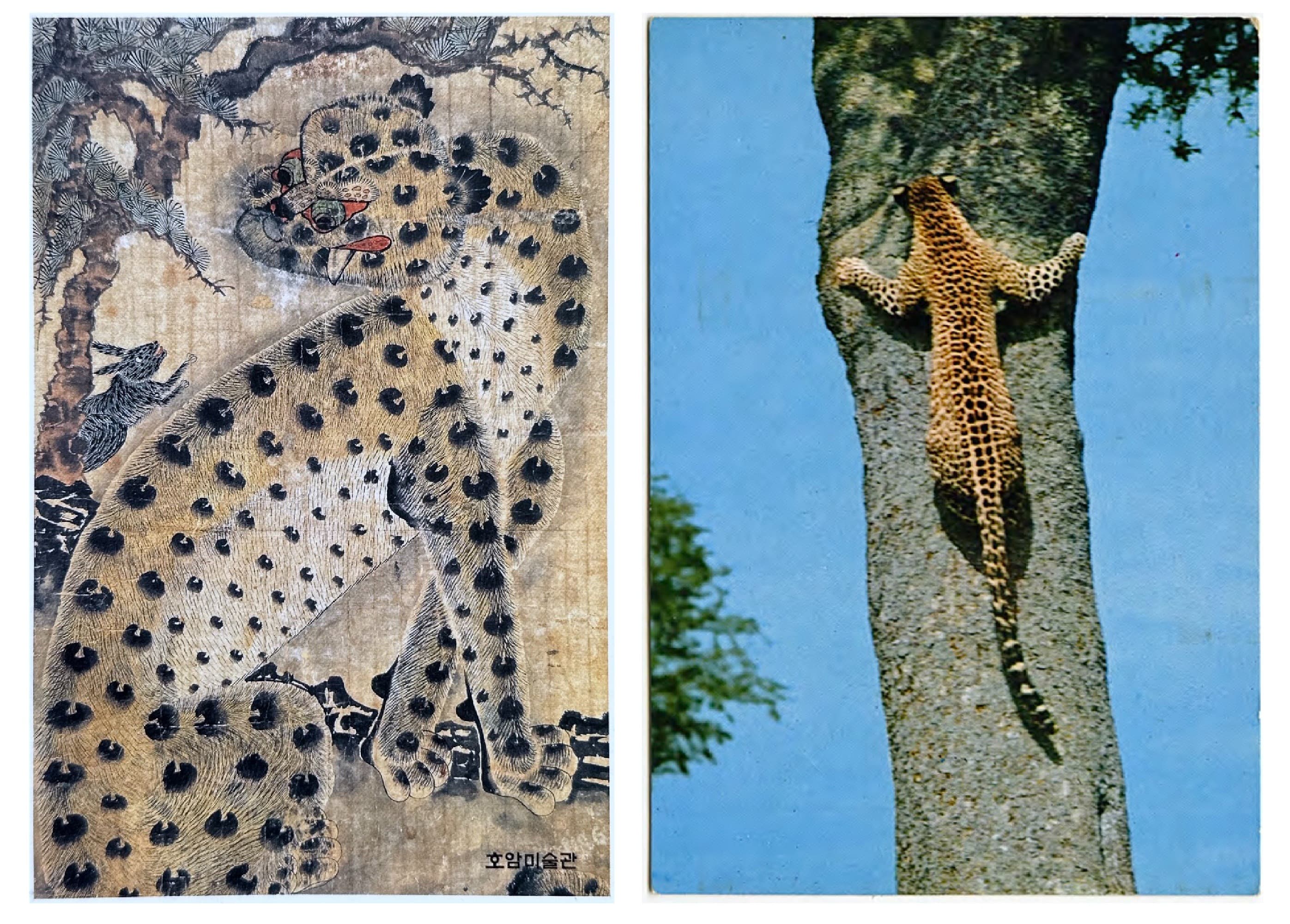 Two postcards are positioned side by side. The card on the left includes an ink drawing of a cheetah and the card on the right is a photograph of a cheetah climbing a tree.