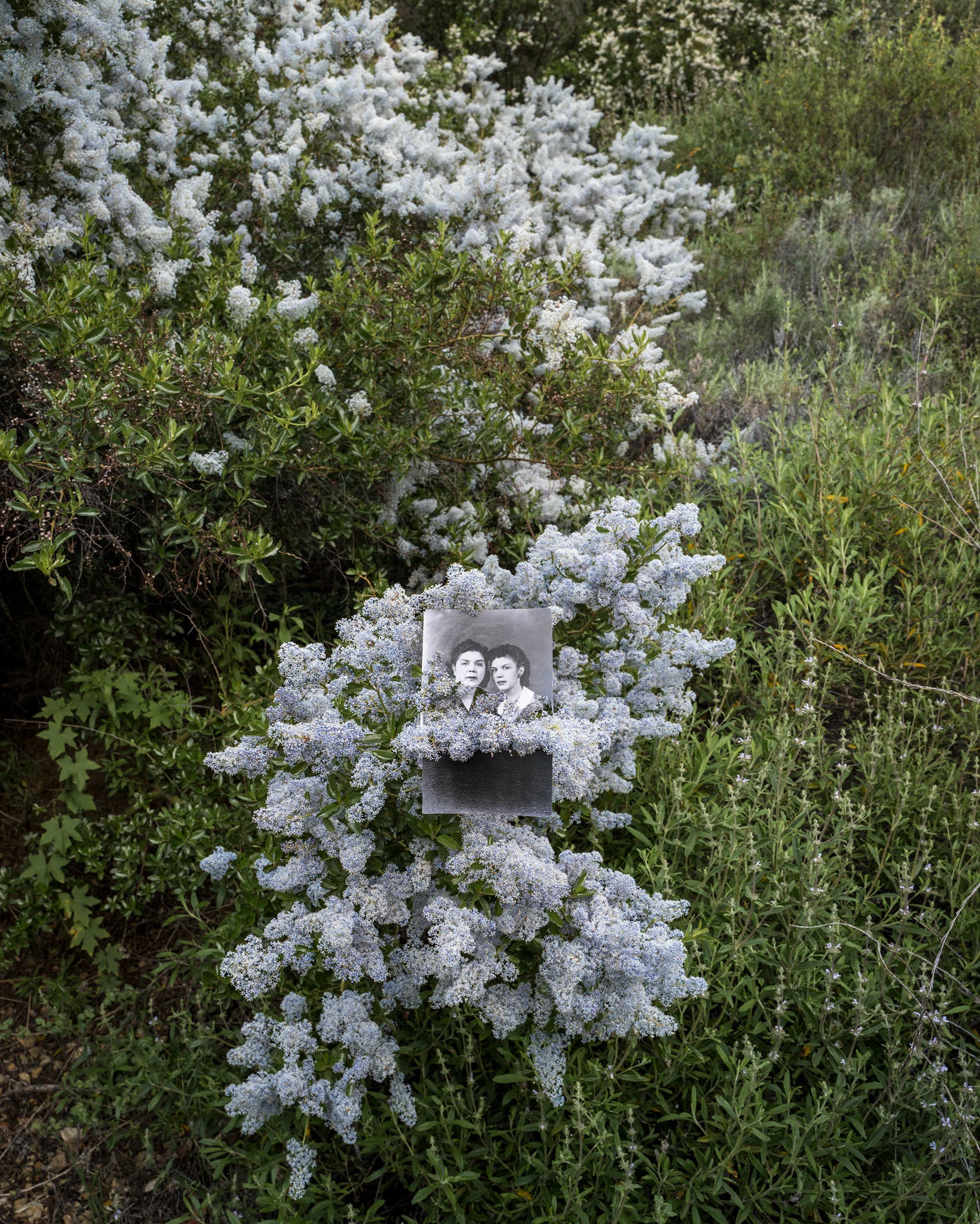A vertical, black-and-white photograph of two young, dark-haired women, their blouses cut away by the artist, is tucked into a flowering shrub. Shown from the shoulders up against a pale background, the women are positioned above a dark rectangular area across the lower portion of the photograph. Pale blue-white flowers extend through the openings where the blouses have been cut away, with blossoms pillowing above and below the photograph. The photograph and flowers are nestled within dense green foliage and wild vegetation.
