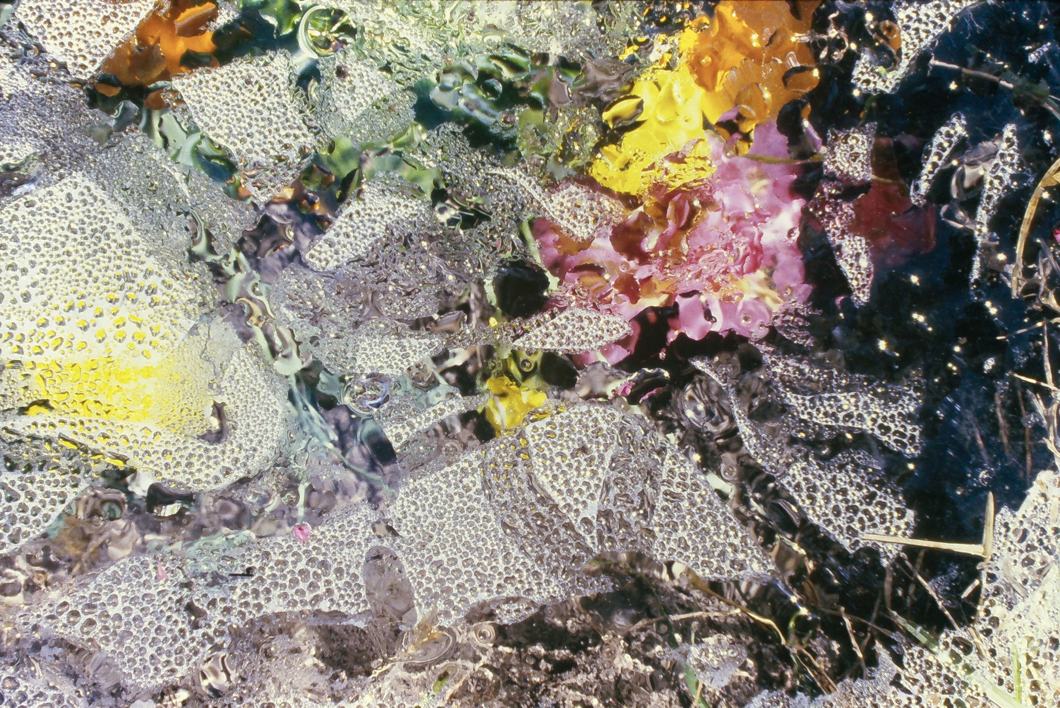 An close-up slide captures remnants of snail trails on a textured pane of glass, layered over a vibrant, out-of-focus background of nature. Dense clusters of tiny, clear water droplets and shimmering, textured patches of dried slime create organic, mosaic-like shapes across the glass surface. The translucent patterns split and distort the scenery behind them, acting like miniature lenses. Through the glass, soft, blurred shapes of bright yellow flowers, pinkish-purple foliage, and dark soil break through the glistening textures, blending the natural elements together into an impressionistic collage.