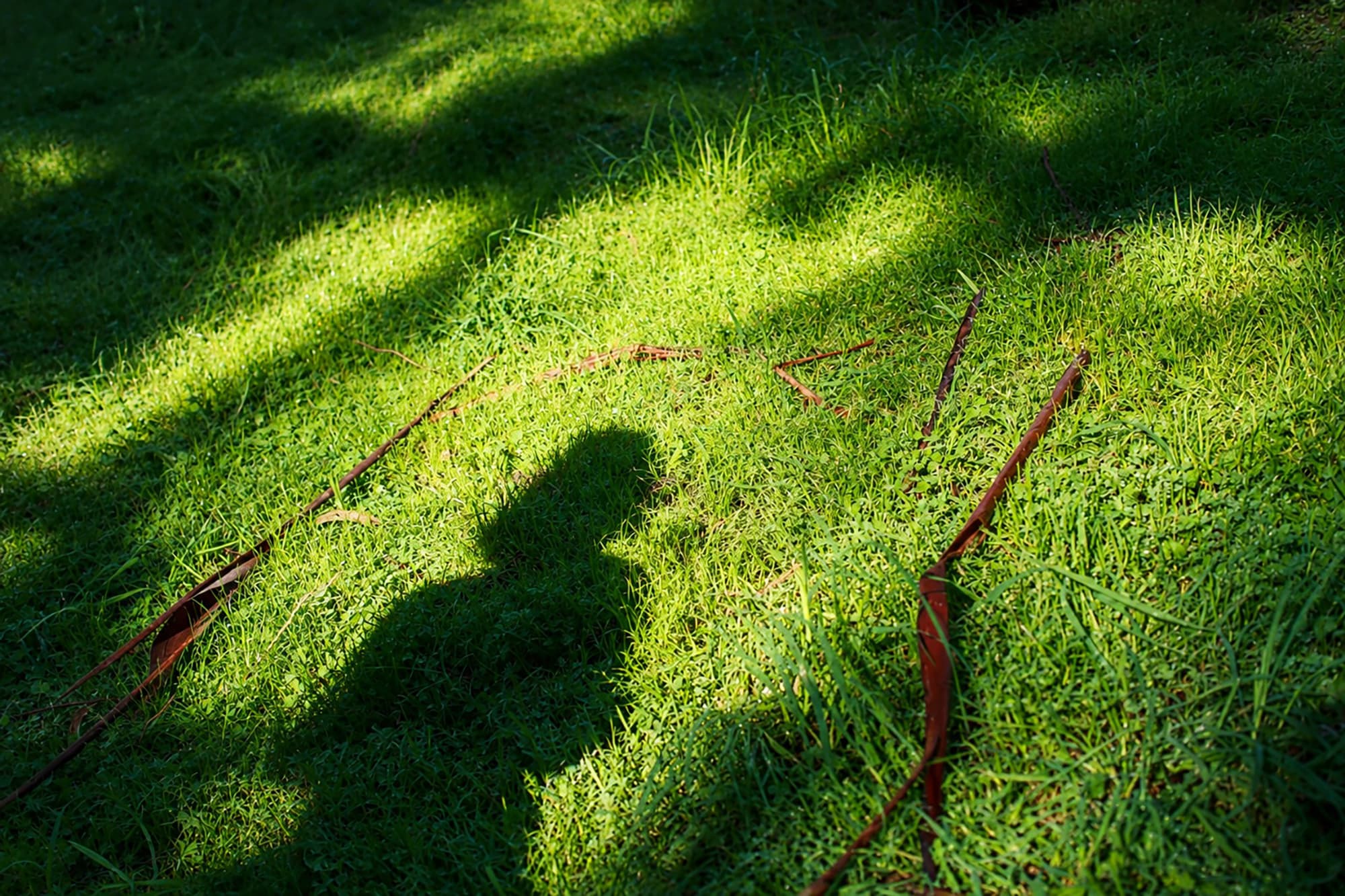 A human-shaped shadow, belonging to artist Sophie Calle, falls across sunlit green grass at her gravesite in Bolinas Cemetery, with scattered reddish-brown branches lying among the grass.