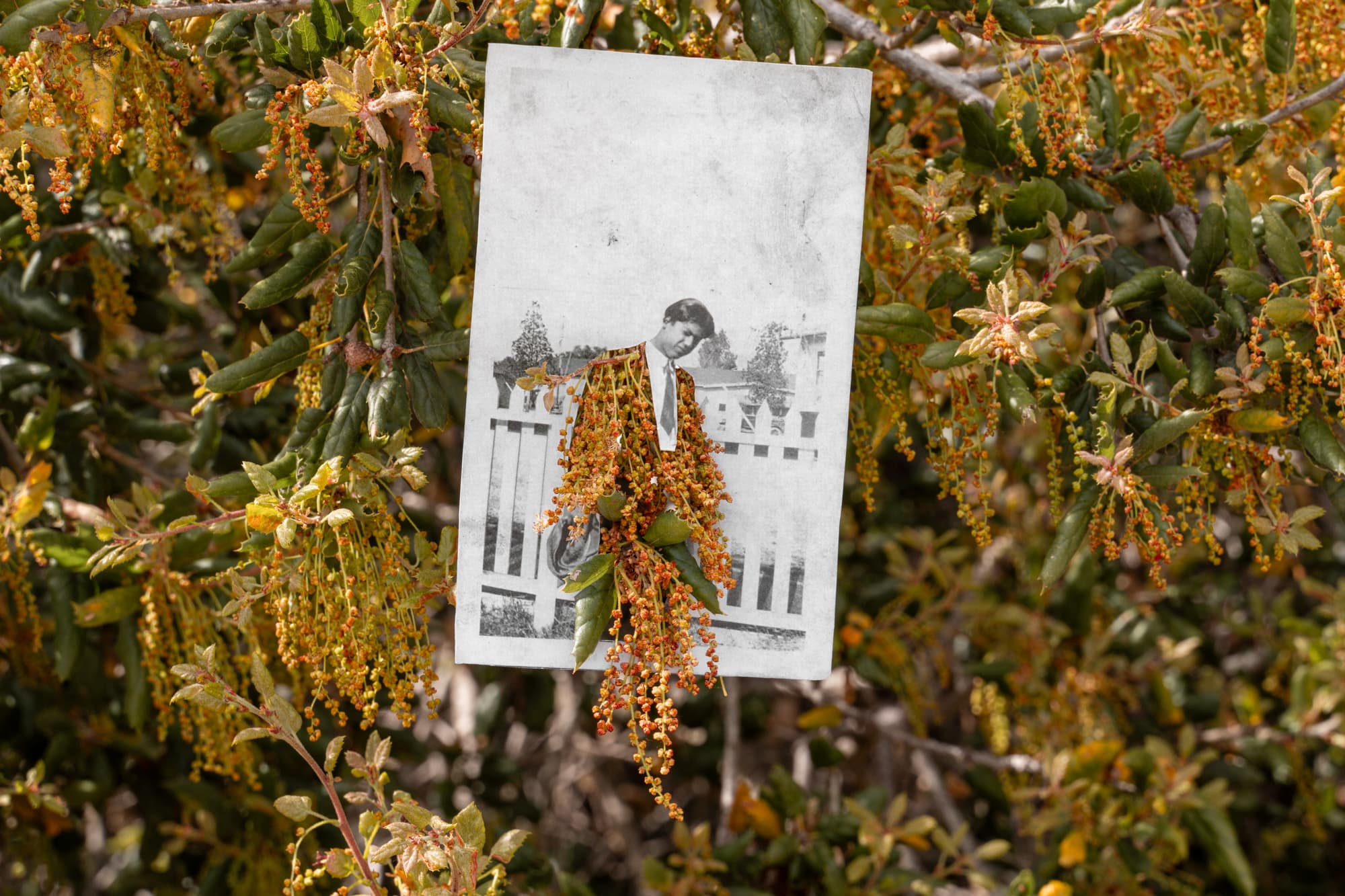 A vertical, black-and-white photograph of a dark-haired young man is nestled within dense green foliage and drooping clusters of yellow-brown flowers. The photograph depicts a man in profile, standing before a white picket fence, with houses and trees in the distance. The man's jacket has been cut away by the artist, allowing several flower clusters to protrude through the opening, while his white shirt and black tie remain intact.