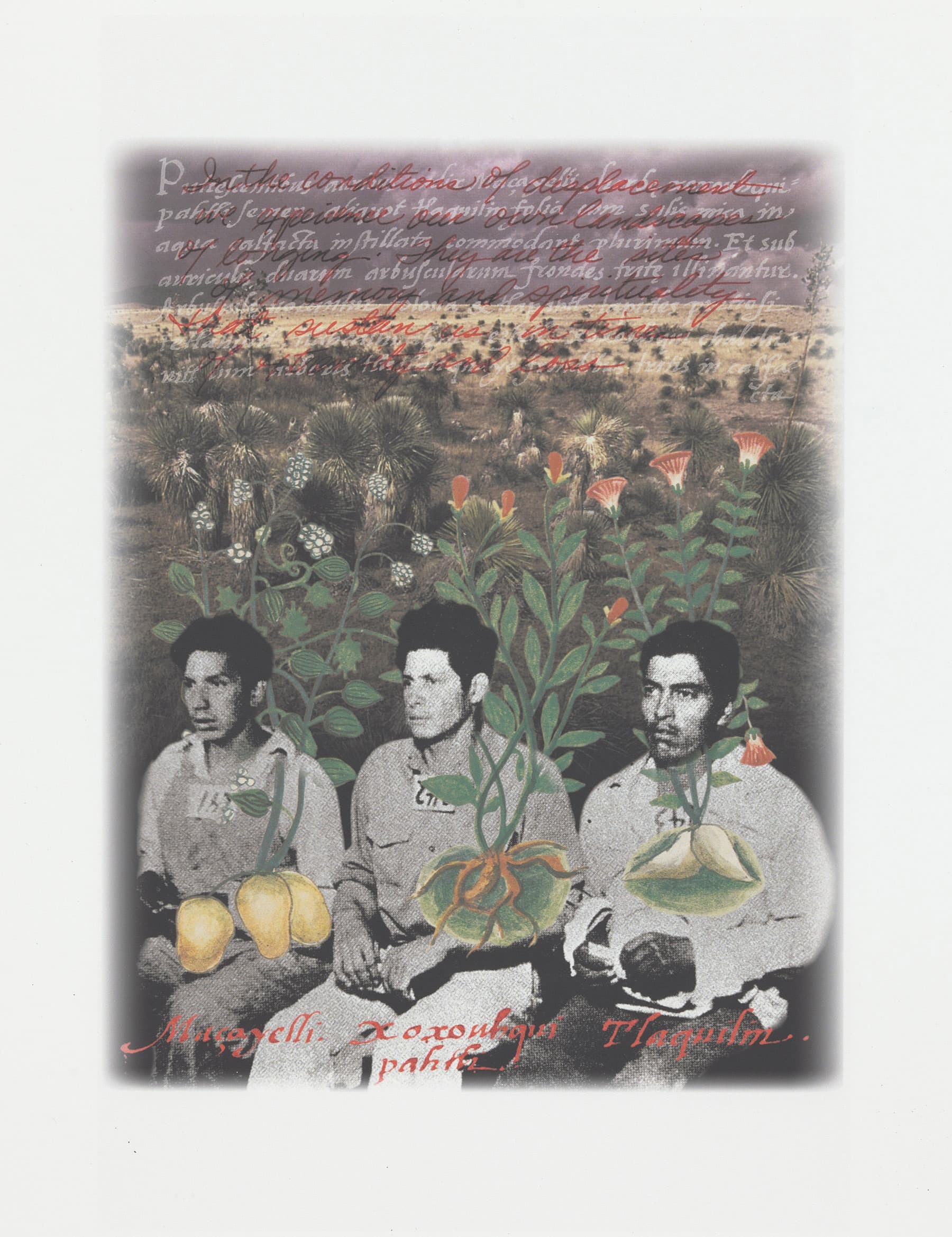 Layered digital print collage that blends a vintage black-and-white photograph, a sepia landscape, red cursive handwriting, and botanical illustrations.
The bottom half of the image shows three young, somber-faced laborers in light-colored shirts with identification badges, sitting closely together. In front of them are large, yellow-green fruits and vegetables and a painted botanical illustration of a leafy vine with bell-shaped orange flowers winding between the men. The background transitions into a faded sepia-toned desert landscape filled with agave and yucca plants under a pale sky. Overlaid across the top and bottom of the entire image is fluid, elegant cursive script written in red ink.