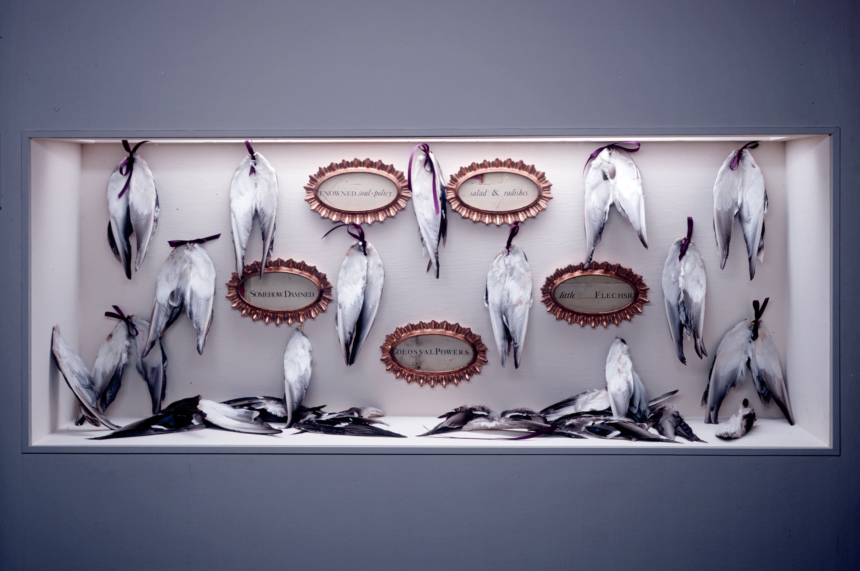 Installation inside a lit display case featuring numerous taxidermy bird wings hung by burgundy ribbons alongside several small, ornate, oval-framed text mirrors.