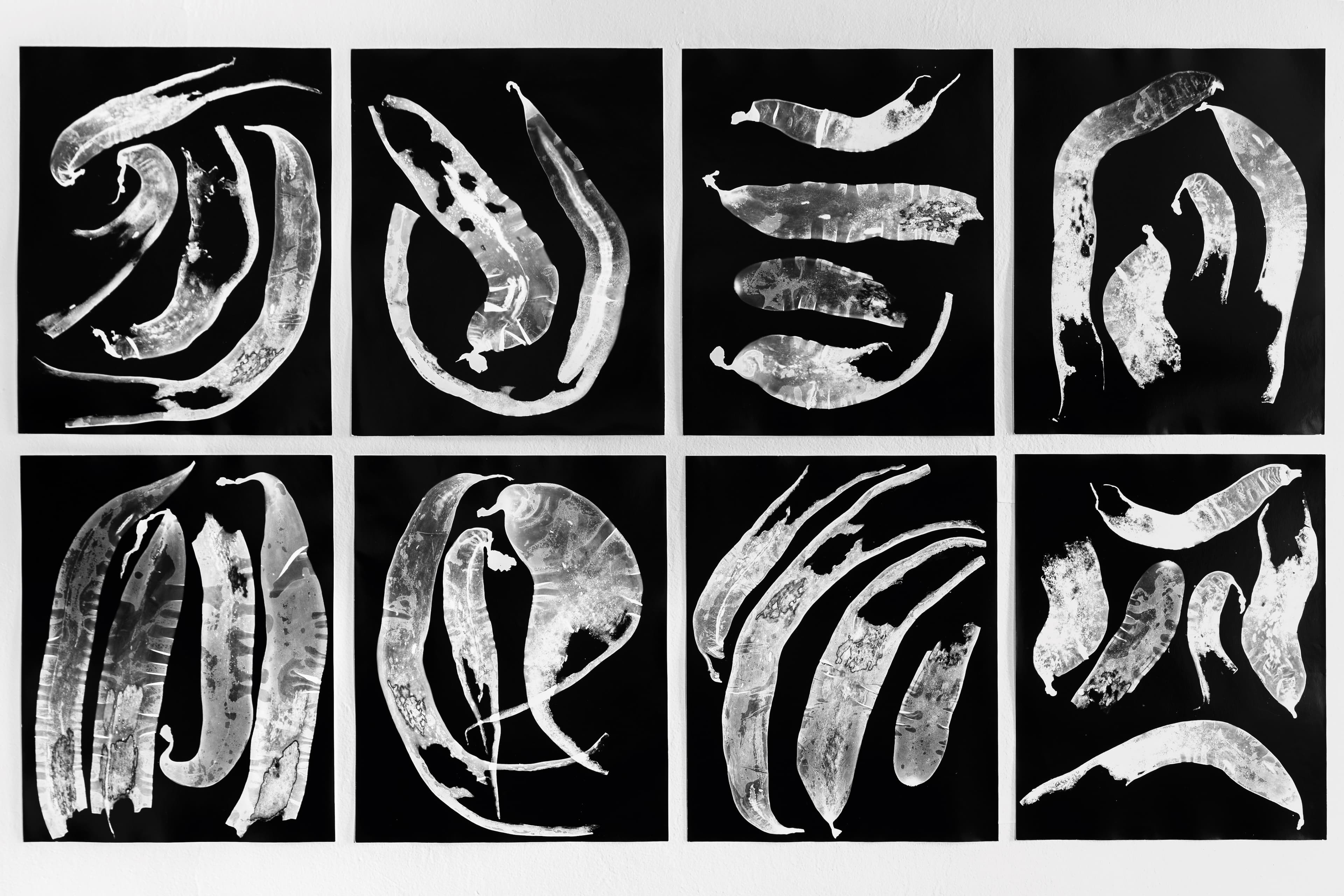 Black-and-white grid of eight panels showing elongated, curved biological specimens or tissue sections arranged against dark backgrounds.