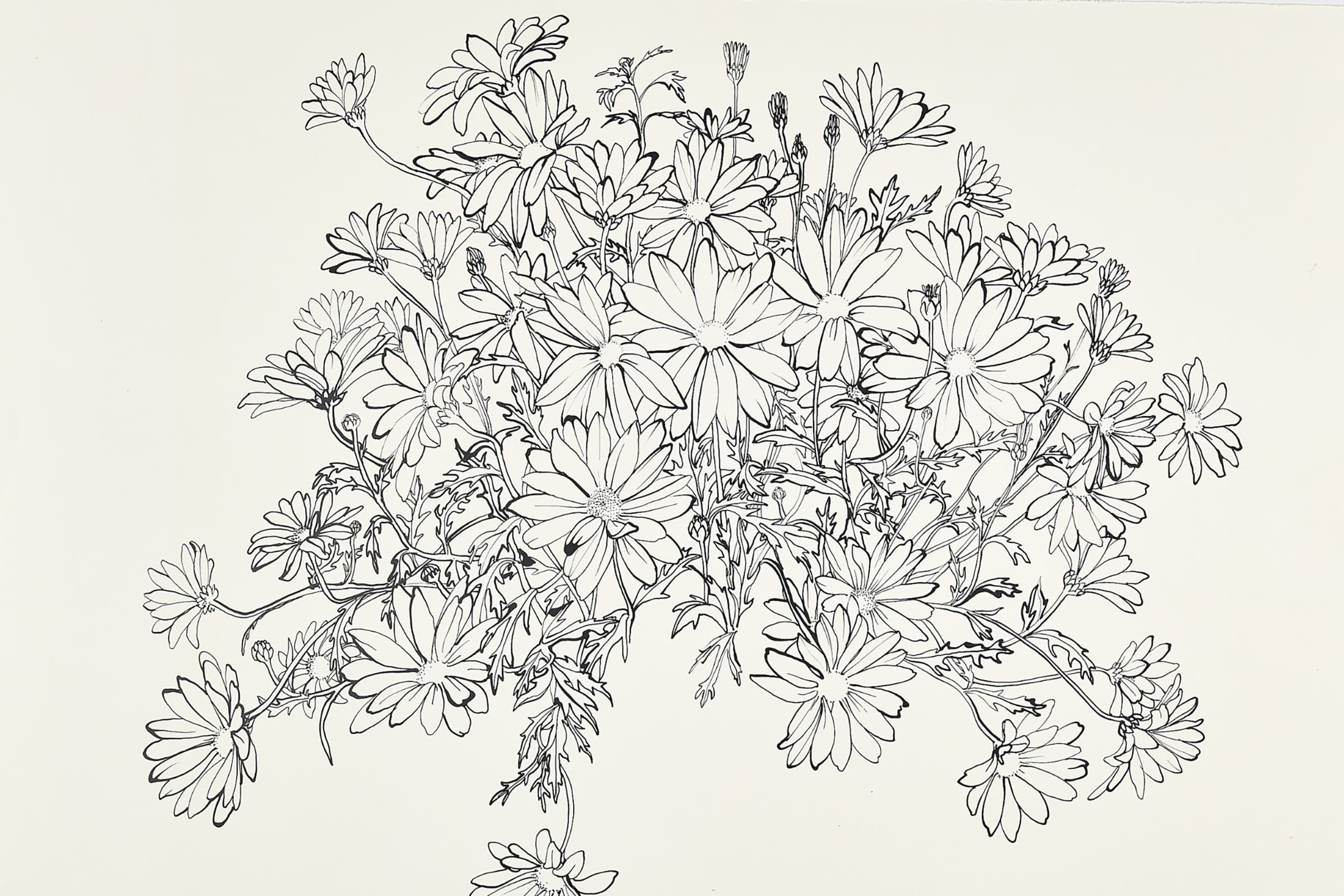 Black-and-white line drawing of a full bouquet of marguerite daisies, dense with blooms, buds, and leafy stems branching outward across a white sheet of paper. The delicate flowers vary in size and overlap to form a loose, sprawling arrangement. Handwritten text at the bottom reads “Albert’s marguerites 10.22.87,” with “Asawa” signed at lower right.